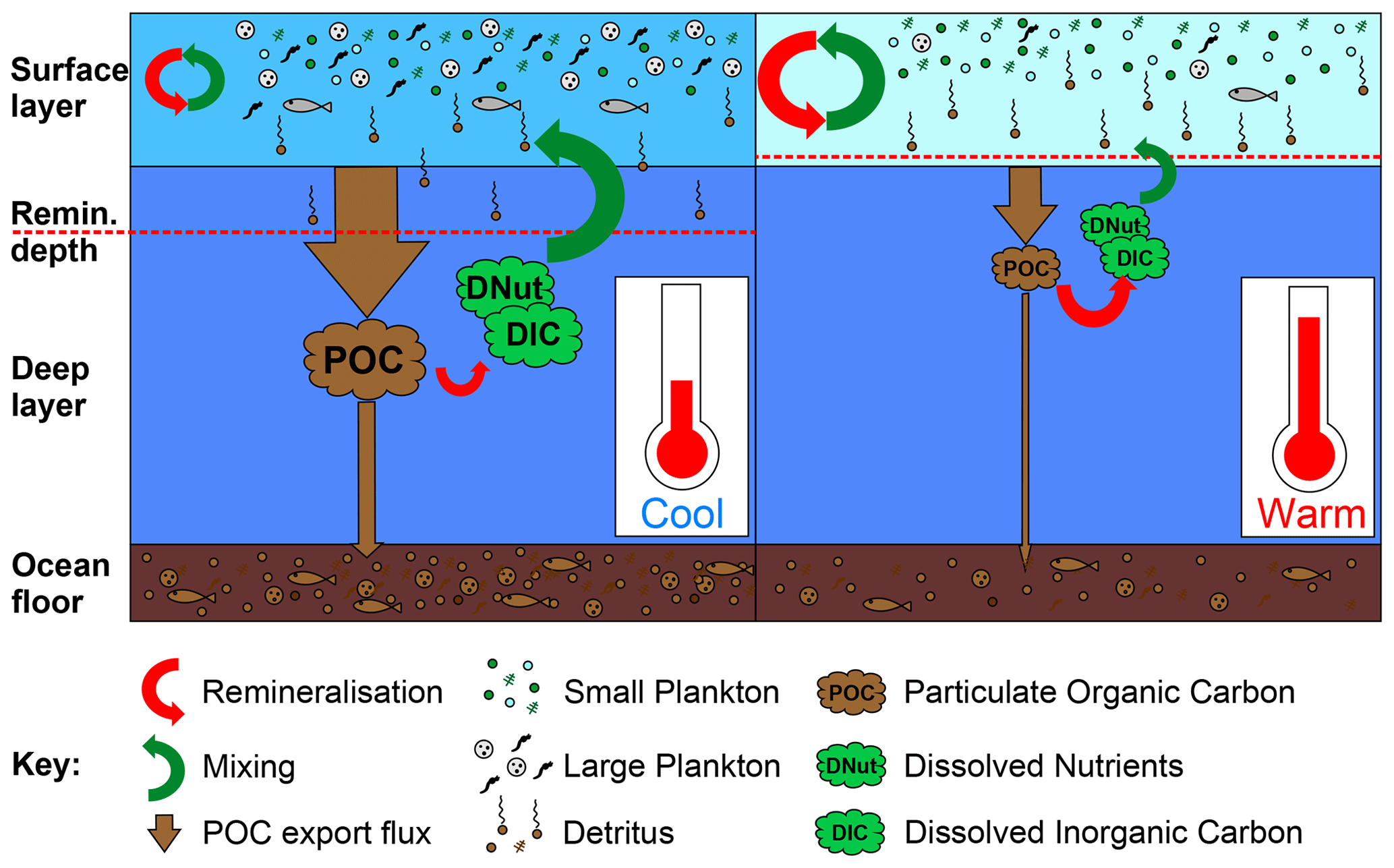 Schematic illustrating the impact of warming on the soft tissue biological pump. On the left-side, under cooler preindustrial conditions cGEnIE’s surface layer remains fairly well mixed with the deep ocean (large green arrow from deep to surface layers), returning dissolved nutrients and carbon (DNut & DIC) from the remineralisation of exported POC (red arrow from POC to DIC & DNut), while some POC is remineralised partly within the surface layer. On the right-side, warming leads to a shift to dominance by smaller plankton as well as stratification leading to less mixing between the shallow and deep ocean, while shoaling of the remineralisation depth leads to greater recycling of nutrients and carbon close to the surface layer, combining to result in an overall reduction in POC export and sedimentation and an overall increase in the residence time of nutrients and carbon in the ocean