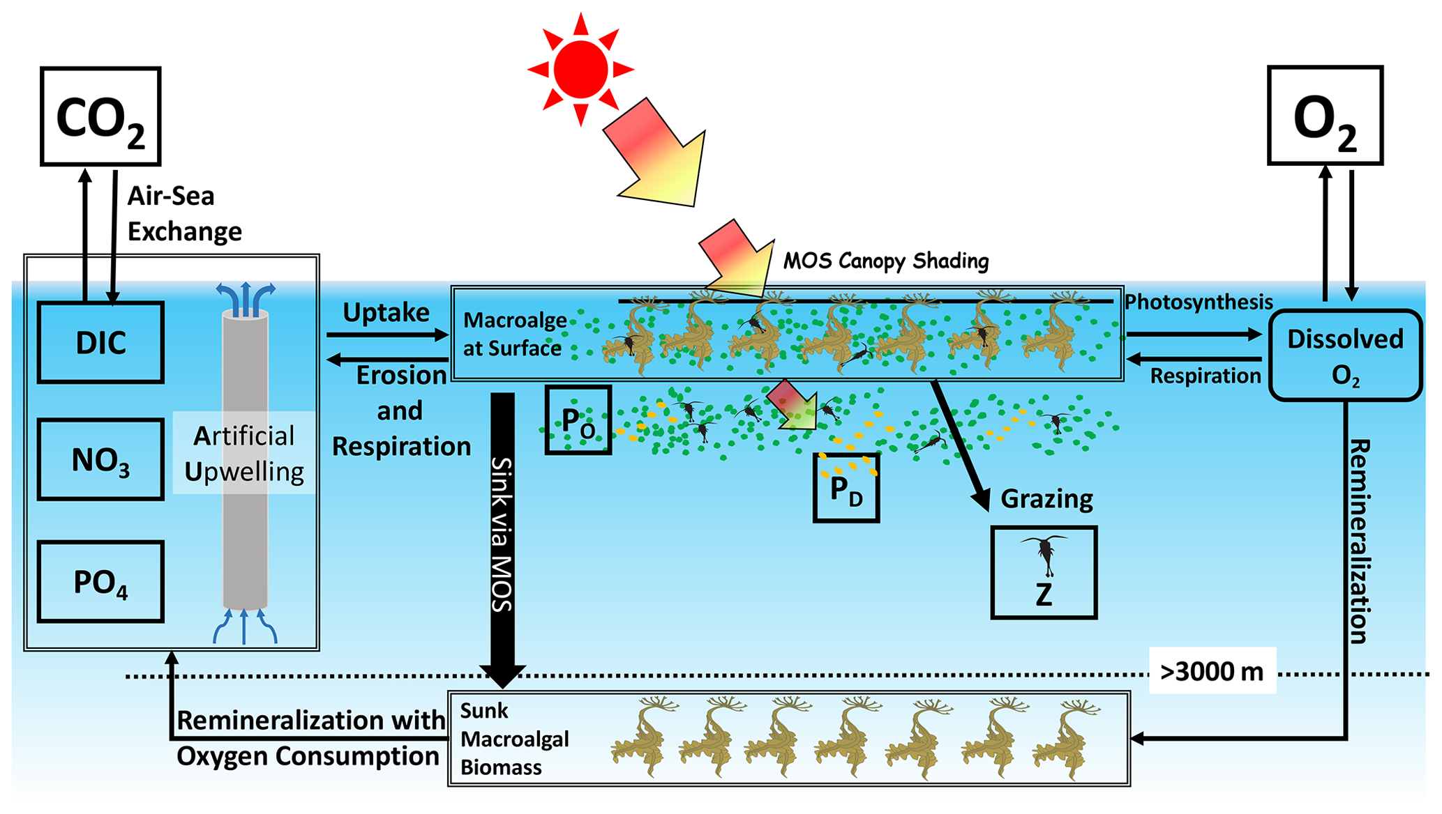 Testing the climate intervention potential of ocean afforestation using the  Great Atlantic Sargassum Belt